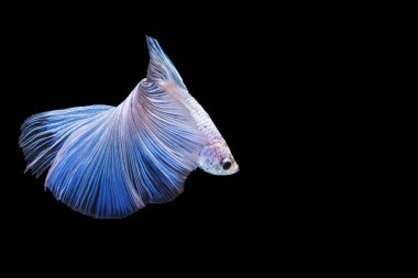 White Betta, Tayland 'daki Halfmoon fantezi balığını (Rosetail) fotokopi uzayı ile izole edilmiş siyah arka plana harcıyor. Hareketli an güzel siyam betta balığı kırpma yolu ile.  