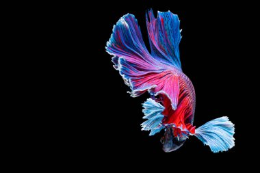 Yarım Ay Betta, Tayland 'da balıklarla savaşırken göz kamaştırıyor. Mavi ve kırmızı Siyam betta balığının hareketli anı..