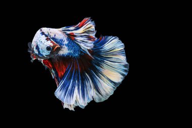 Tecrit edilmiş siyah arka planda balıklarla savaşmanın ritmi. Hareketli an, beyaz, mavi ve kırmızı siyam balığının kopyalama alanı olan güzel anı.. 