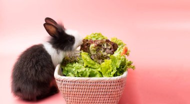 İzole edilmiş pembe arka planda otururken sepetin içinde yeşil marul yaprakları yiyen sevimli küçük siyah ve beyaz tavşanlar. Hayvanlar sebze yer ve Paskalya konsepti.