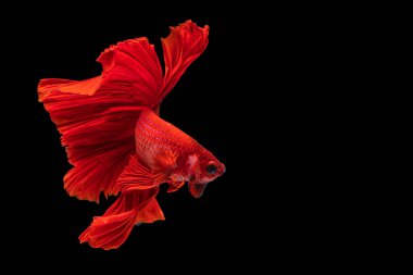 Tayland 'da izole edilmiş siyah arka planda Betta balığıyla savaşıyor. Kırmızı Siyam betta balığının hareketli anı..