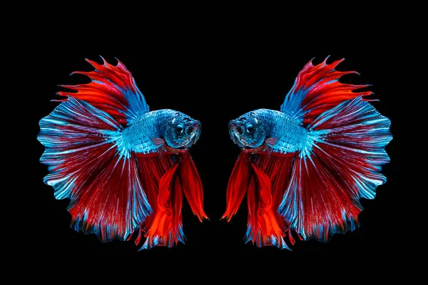 Tayland 'da izole edilmiş siyah arka planda iki balık dövüşü. Mavi & kırmızı Siyam betta süslü balığının hareketli anı.