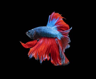 Tecrit edilmiş siyah arka planda balıklarla savaşmanın hareket gücü. Kırmızı ve mavi Siyam betta balığının hareketli anı..