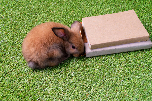 Newborn fluffy bunny cute on the claws. Easter animal concept. Adorable little brown rabbit with book sitting on artificial green grass. 