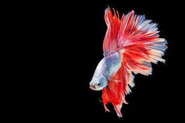 Tecrit edilmiş siyah arka planda balıklarla savaşmanın hareket gücü. Hareketli an, beyaz, gri ve kırmızı siyam balığının kopyalama alanı olan güzel anı..