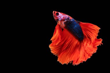 Beta ihtişamının ritmi izole edilmiş siyah arka planda balıklarla savaşıyor. Hareketli an, beyaz, mavi ve kırmızı siyam balığının kopyalama alanı olan güzel anı.. 