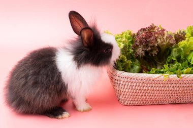 İzole edilmiş pembe arka planda otururken sepetin içinde yeşil marul yaprakları yiyen sevimli küçük siyah ve beyaz tavşanlar. Hayvanlar sebze yer ve Paskalya konsepti.