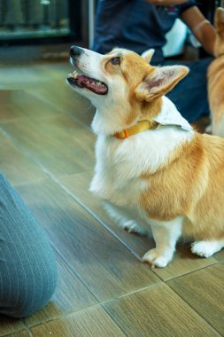 Bir şeyler öğrenip ev sahibini ararken ahşap zeminde oturan sevimli kahverengi Galler Corgi 'si. Corgi köpekçik odada insanlarla oynuyor. Köpek eğitimi ya da İlişki Hayvan Konsepti.