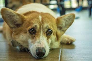 Sevimli pembroke welsh corgi köpek kısa bacağı odada kamera izlerken yerde dinleniyor. Hayvan arkadaş kavramı.