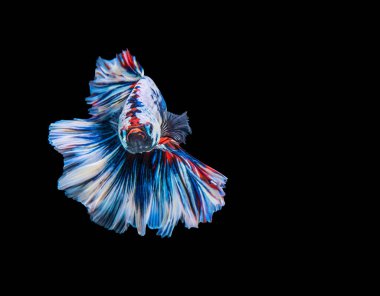 Beta ihtişamının ritmi izole edilmiş siyah arka planda balıklarla savaşıyor. Hareketli an, beyaz, mavi ve kırmızı siyam balığının kopyalama alanı olan güzel anı.. 