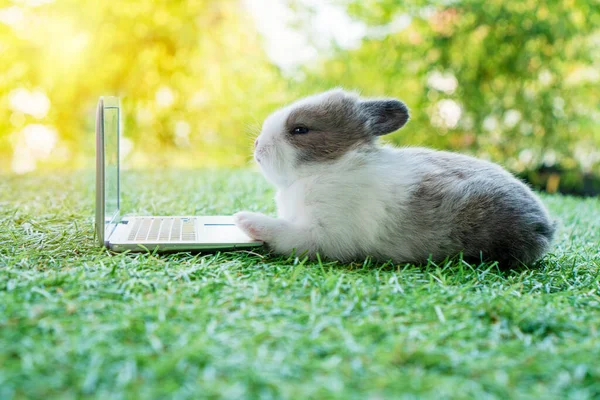 Yeşil çimlerin üzerinde oturan küçük dizüstü bilgisayarı olan yeni doğmuş küçük gri beyaz tavşancık. Güzel yavru tavşan çimenlikteki deftere bakıyor. Doğal arka plan. Paskalya tüylü kemirgen kavramı