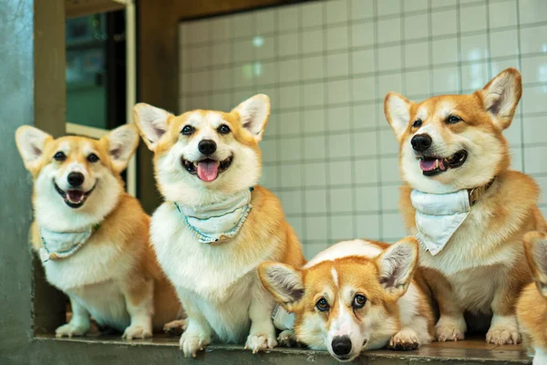 Grupp Bedårande Pembroke Walesiska Corgi Valp Tittar Ägare När Sitter — Stockfoto