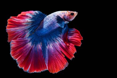 Tecrit edilmiş siyah arka planda balıklarla savaşmanın hareket gücü. Kırmızı ve mavi Siyam betta balığının hareketli anı..