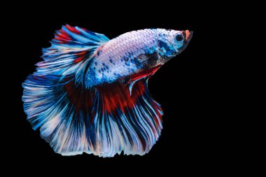 Beta ihtişamının ritmi izole edilmiş siyah arka planda balıklarla savaşıyor. Hareketli an, beyaz, mavi ve kırmızı siyam balığının kopyalama alanı olan güzel anı.. 