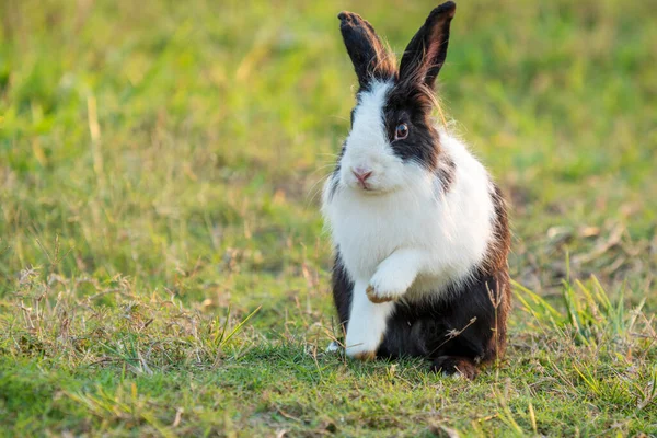 Paashaas Concept Schattige Pluizige Kleine Witte Zwarte Konijnen Kijken Naar — Stockfoto