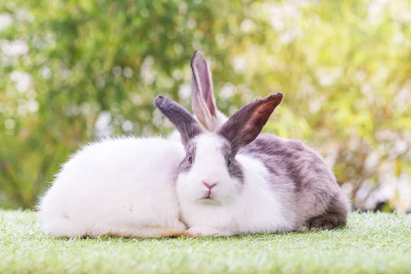 Пасхальный Праздник Животных Концепции Два Очаровательных Пушистых Кролика Кролика Сидят — стоковое фото