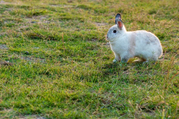 Paskalya Tavşanı Konsepti Şirin Pofuduk Beyaz Kahverengi Tavşanlar Yeşil Çimlerin — Stok fotoğraf