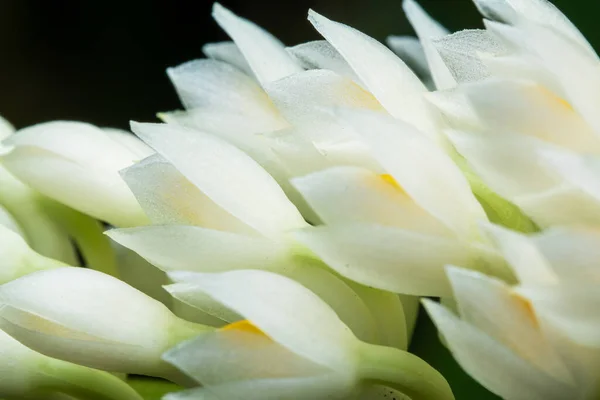 ブケット ホワイト デンドロビウム セツナム 緑色の自然を背景に花を咲かせます マクロ花熱帯歯ブラシランの夏タイで — ストック写真