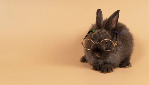 Easter Holiday Education Animal Concept Adorable Little Fluffy Rabbit Bunny — Stock Photo, Image