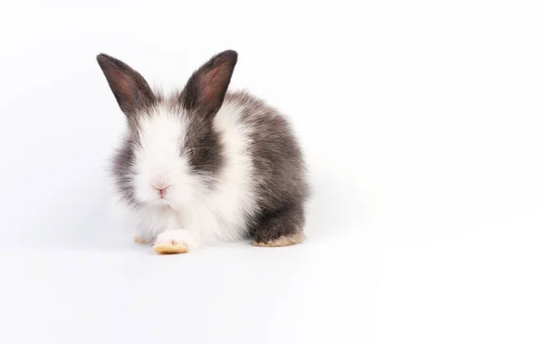 Concepto Animal Pascua Adorable Conejo Blanco Negro Sentado Sobre Fondo —  Fotos de Stock