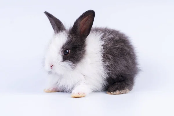 Concepto Animal Pascua Adorable Conejo Blanco Negro Sentado Sobre Fondo —  Fotos de Stock