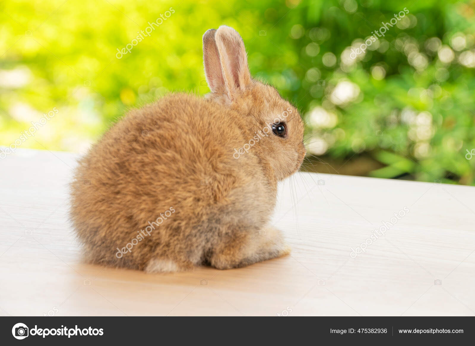 Back Newborn Tiny Bunny Brown Rabbit Sitting Wood While Looking