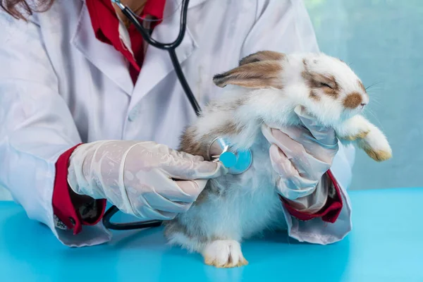 수의사 개념을 수의사인 클리닉에서 토끼흰 토끼를 검사할 장갑을 — 스톡 사진