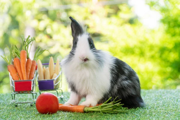 Pasqua Vacanza Coniglietto Animale Negozio Line Concetto Adorabile Coniglio Bambino — Foto Stock