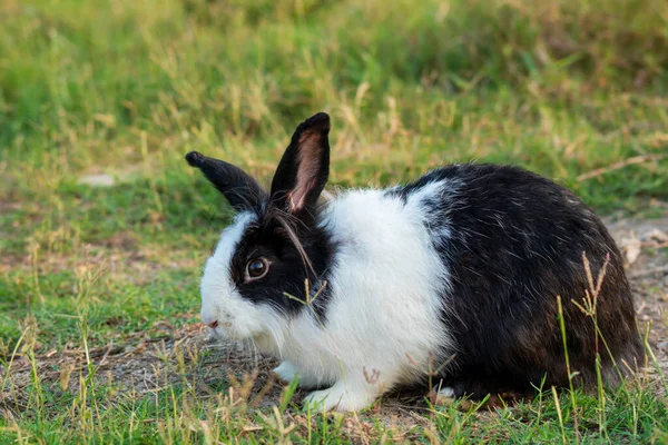 Concepto Conejo Pascua Adorables Esponjosos Conejitos Blancos Negros Mirando Algo — Foto de Stock