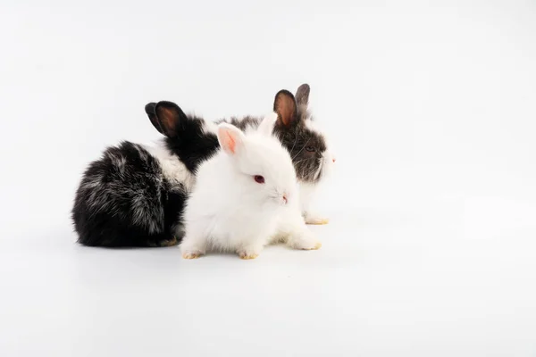 Grupo Encantador Recién Nacido Conejos Conejito Sentado Juntos Sobre Fondo — Foto de Stock