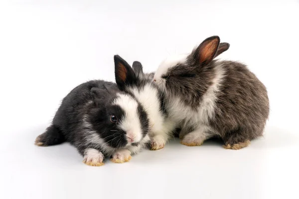 Yeni Doğmuş Sevimli Bebek Tavşanlar Izole Beyaz Arka Planda Birlikte — Stok fotoğraf