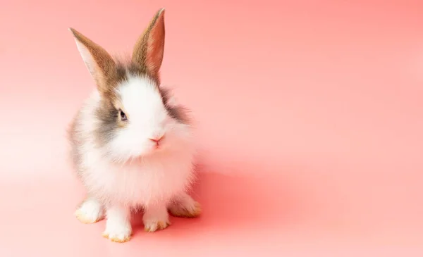 Пасхальный Кролик Очаровательный Кролик Коричневый Белый Стоит Изолированном Розовом Фоне — стоковое фото