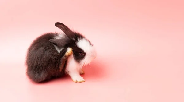 Édes Nyuszi Egyedül Kék Háttérben Húsvéti Ünnepi Állat Koncepció Aranyos — Stock Fotó