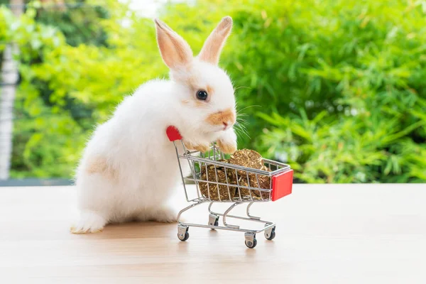 Великодні Канікули Кролик Тварин Покупки Онлайн Концепції Чарівний Кролик Біло — стокове фото