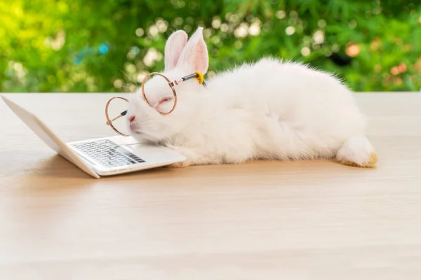 Wielkanocne Wakacje Zwierząt Technologii Learning Koncepcja Króliczek Biały Noszący Okulary — Zdjęcie stockowe