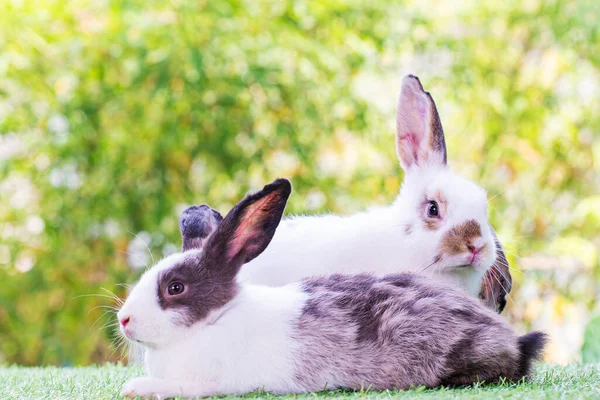 Conceito Animal Páscoa Dois Adoráveis Coelhos Fofos Coelho Sentado Juntos — Fotografia de Stock