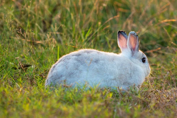 Concept Lapin Pâques Adorables Petits Lapins Blancs Gris Pelucheux Regardant — Photo