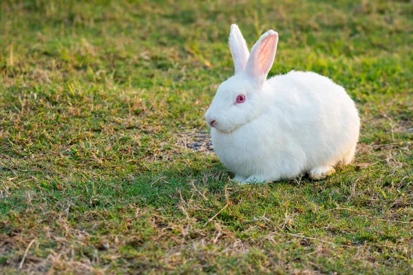 Paskalya Tavşanı Bayramı Konsepti Şirin Tüylü Beyaz Tavşanlar Yeşil Çimlerin — Stok fotoğraf