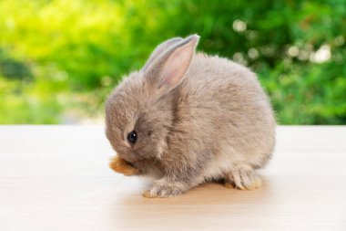 Paskalya hayvanı konsepti. Güzel, gri tavşan kendi vücudunu temizlerken ahşap üzerinde otururken bulanık yeşil arka plan.