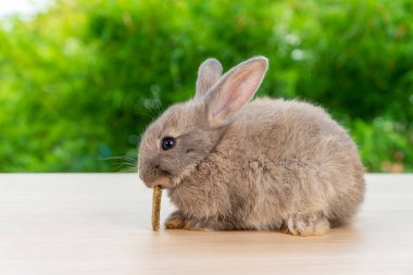 Gri yavru tavşan, doğal yeşil bokeh arka planında tahta üzerinde otururken havuç yiyor. Paskalya hayvani tatil konsepti.