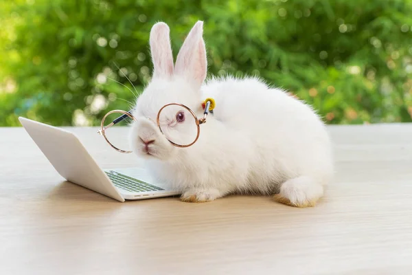 부활절 안경을 토끼가 있습니다 배경에 귀여운 토끼찾기 카메라 — 스톡 사진