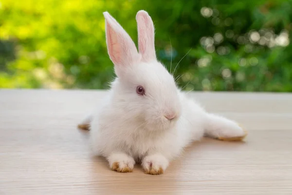 Adorable Conejito Recién Nacido Conejito Blanco Sentado Madera Mientras Mira —  Fotos de Stock