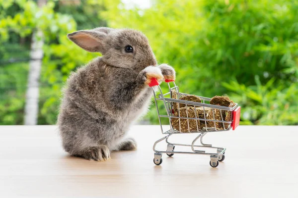 Lapin Vacances Pâques Animal Shopping Concept Ligne Adorable Bébé Lapin — Photo