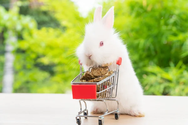 Великодні Канікули Кролик Тварин Магазин Онлайн Концепції Чарівний Кролик Білий — стокове фото