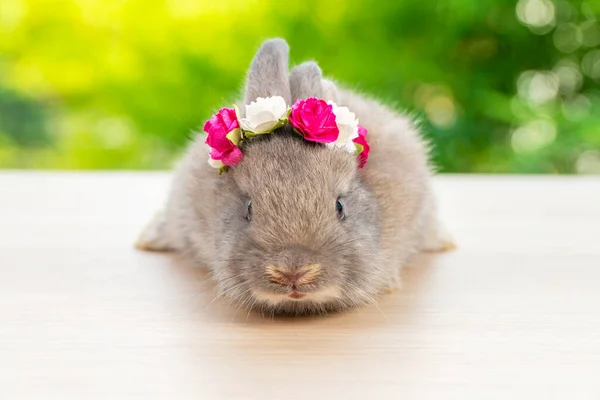 Grey Baby Bunny White Red Paper Roses Own Head While — Stock Photo, Image