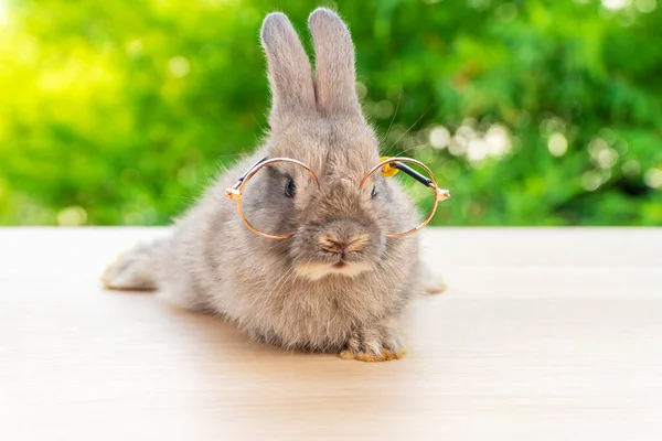 Bunny Zwierząt Wielkanoc Pomysł Wakacje Piękny Brązowy Królik Noszący Okulary — Zdjęcie stockowe