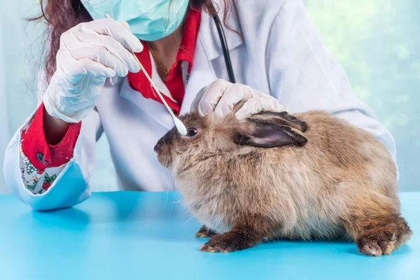 Concepto Salud Animal Veterinaria Mujer Usar Guantes Médicos Con Estetoscopio —  Fotos de Stock