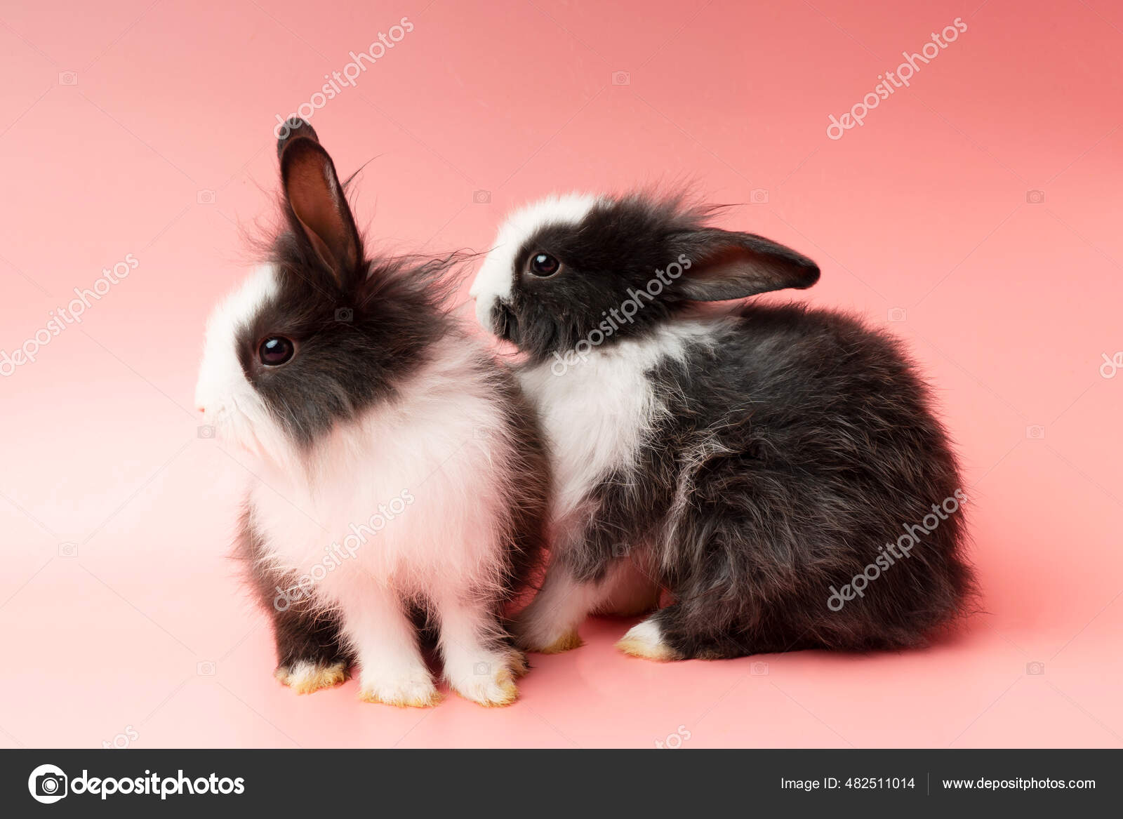 Easter Animal Bunny Concept Two Adorable Little Black White Rabbit