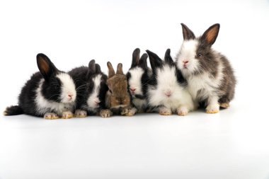 Sevimli grup 6 yeni doğmuş bebek tavşan izole edilmiş beyaz arka planda oturup birlikte yatıyorlar. Paskalya tavşanları konsepti.