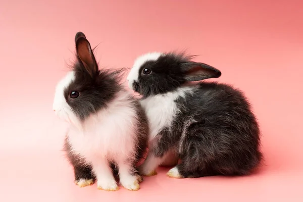 Concepto Conejito Animal Pascua Dos Adorables Conejitos Blancos Negros Sentados — Foto de Stock